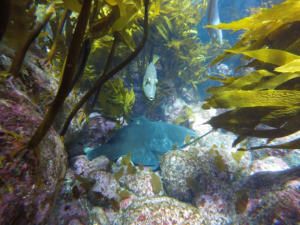 Cave Bay photo 4