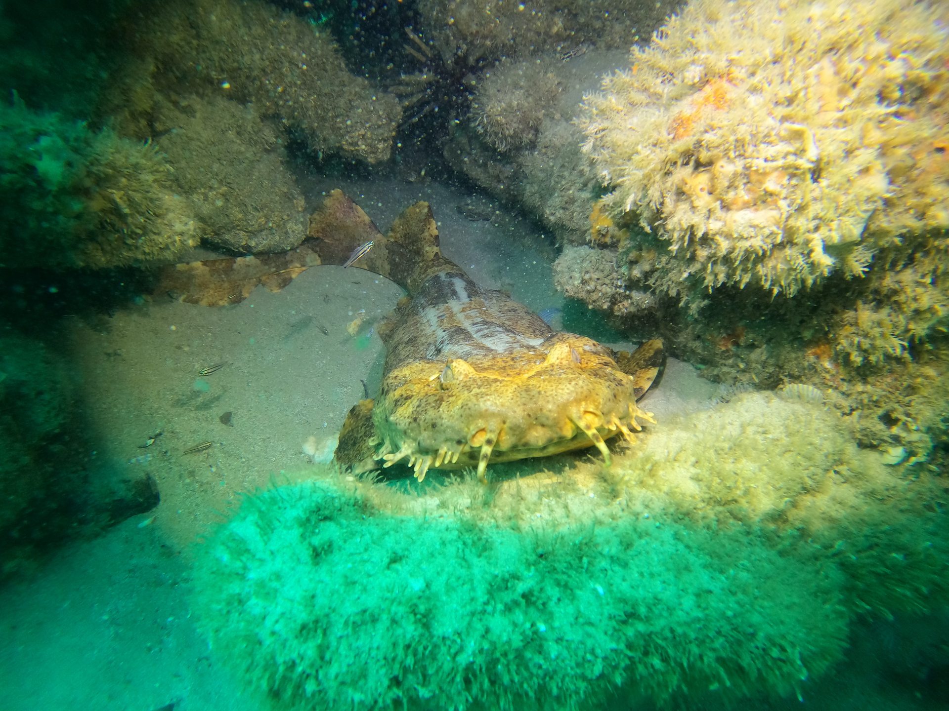 The Scottish Prince Shipwreck photo 8
