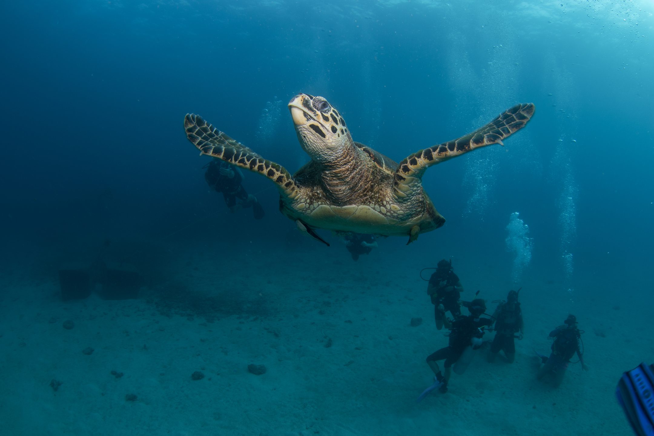 Koh Tao