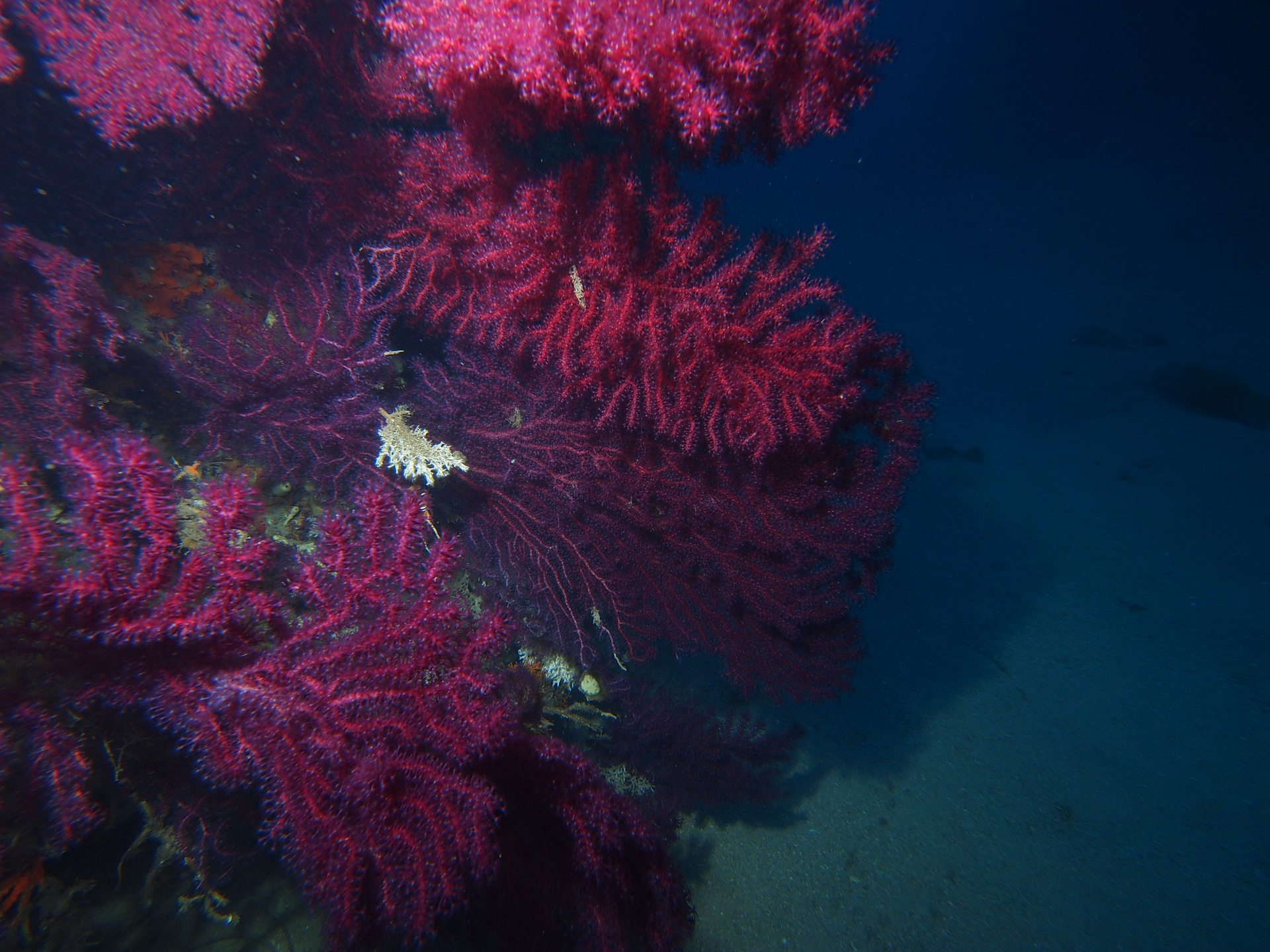 CORBELLA photo 3