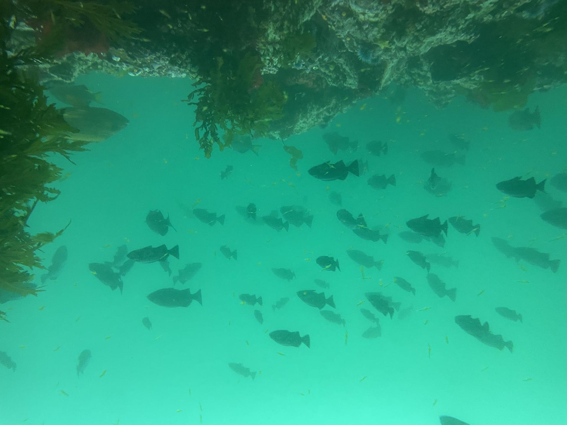 San Miguel Island photo 7