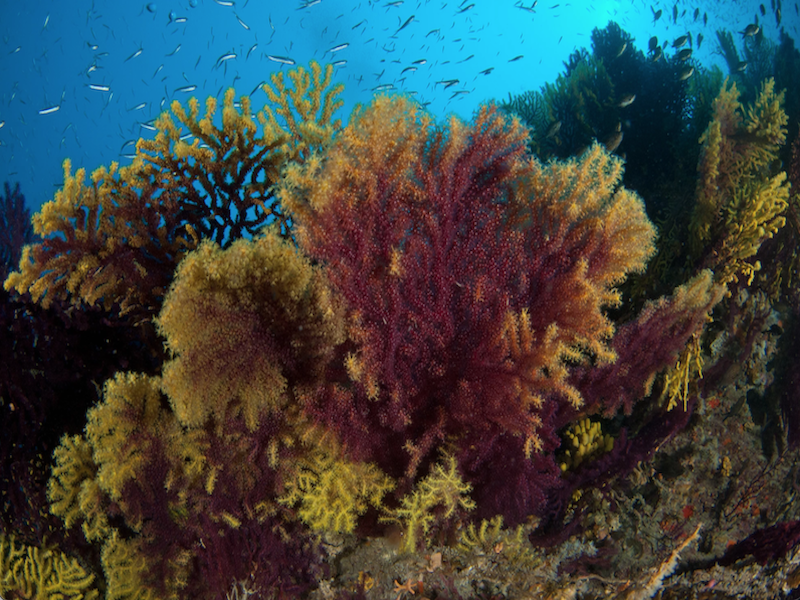 Punta Secca (il giardino di Gorgonie)
