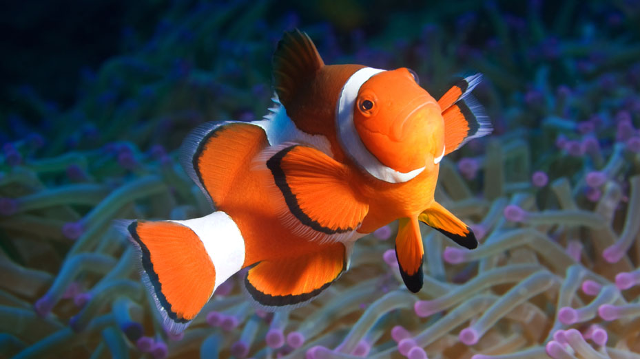 Kevin's Reef
