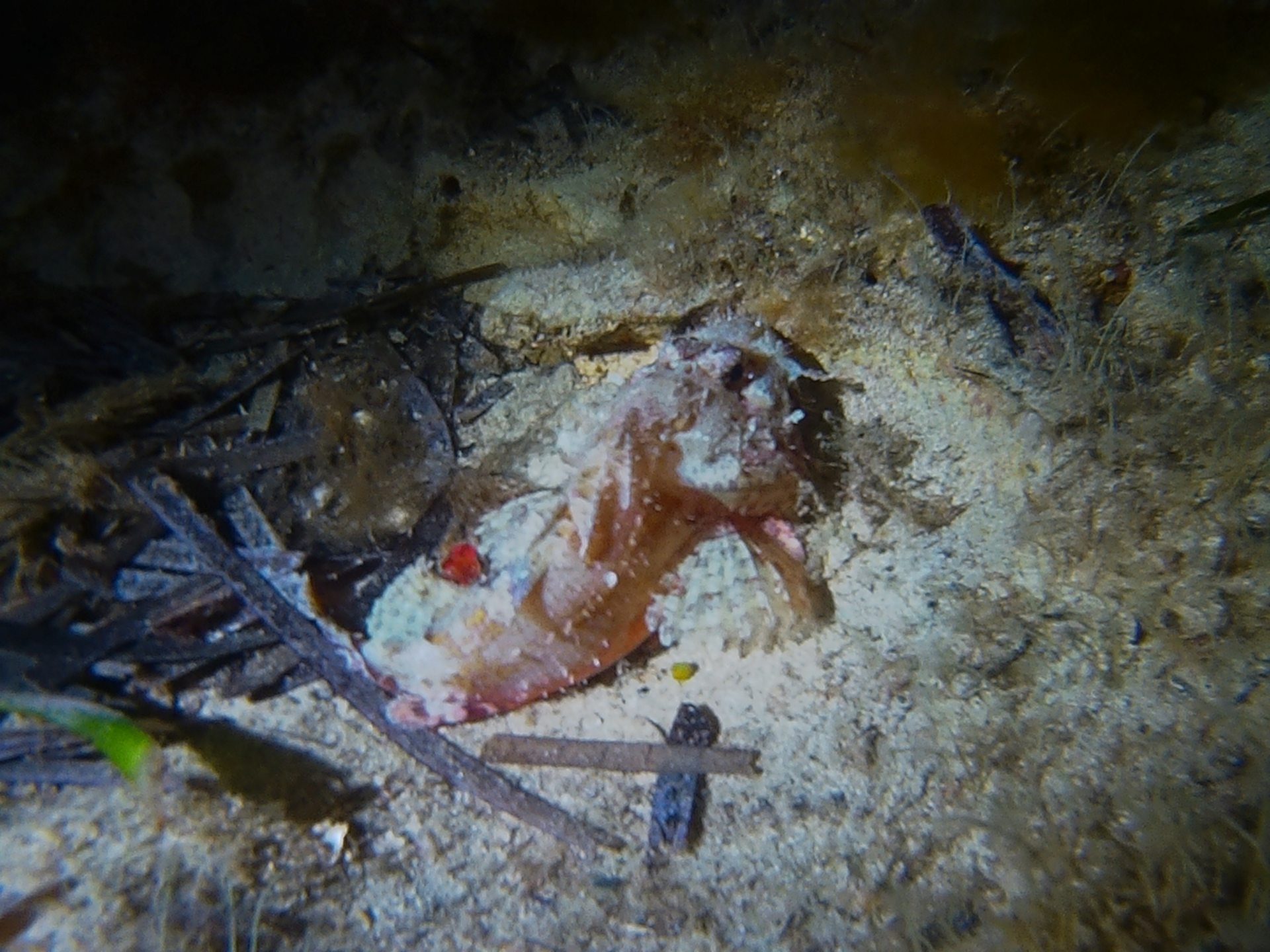 House Reef - DiveBase photo 3