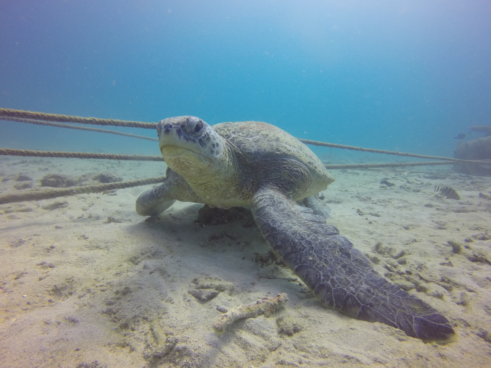 Pulau Tioman photo 2