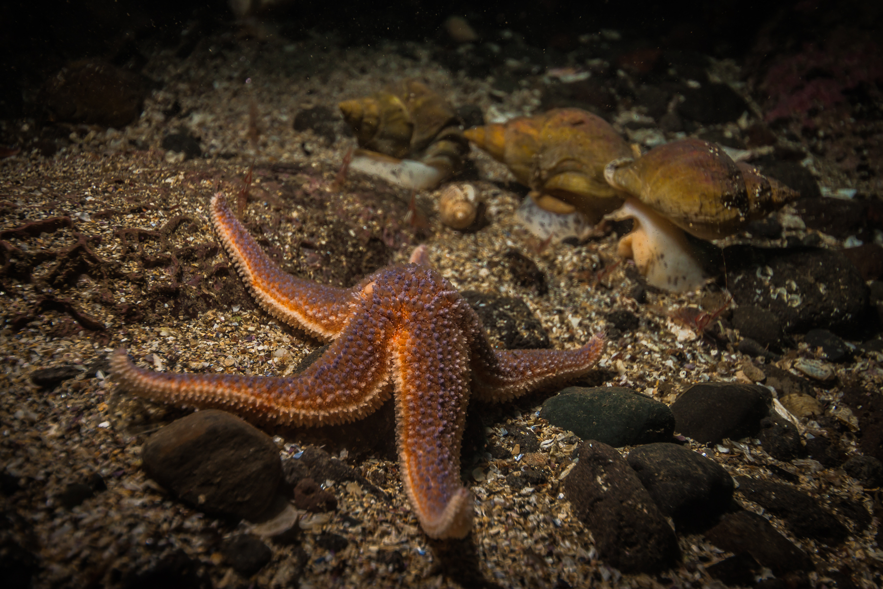 Garður
