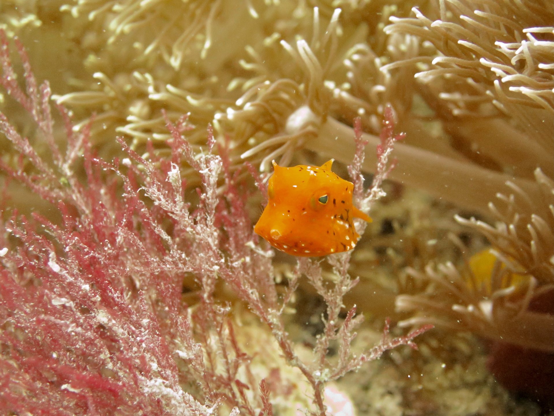 Nudi City photo 2