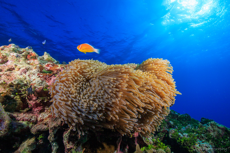 Hap's Reef
