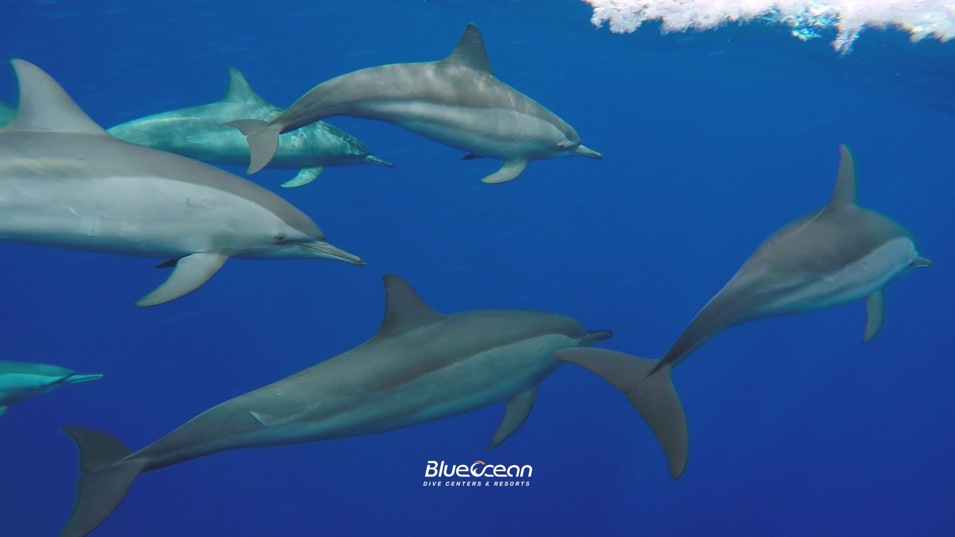 Shaab Samadai "Dolphin House" photo 2