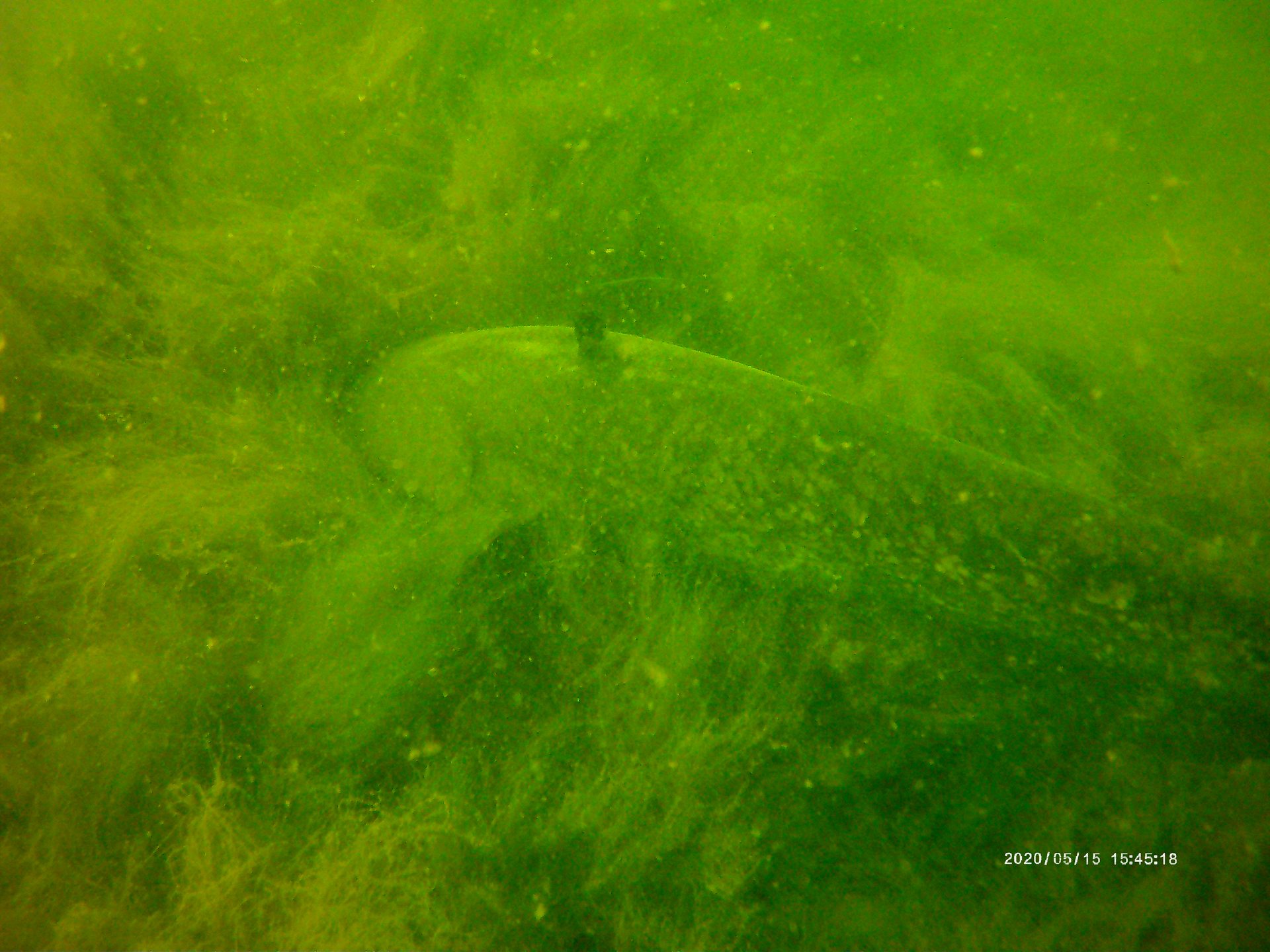 Vogelstang photo 2