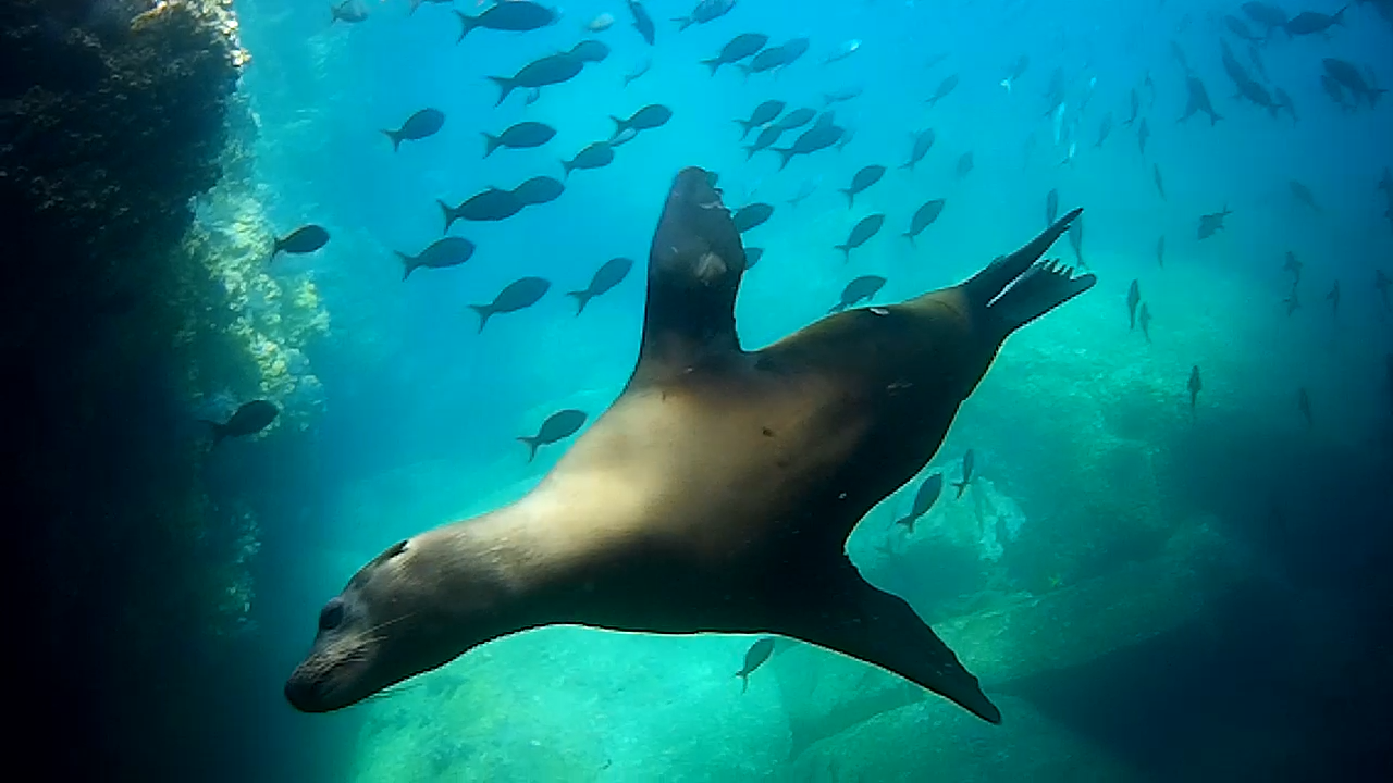 Los Islotes Sea Lion Colony photo 5