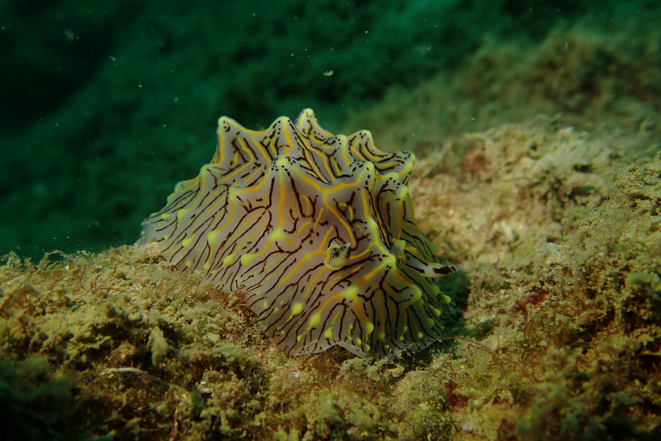 百福湾 photo 11