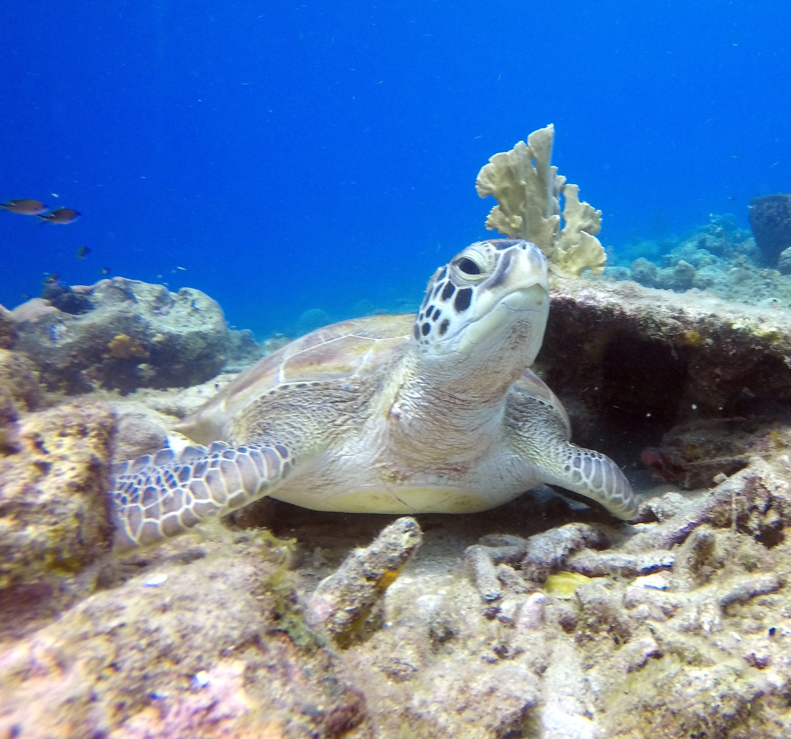 Playa Lagun photo 2
