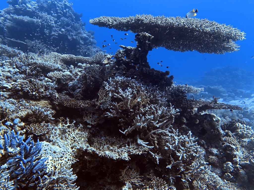 Careless Reef