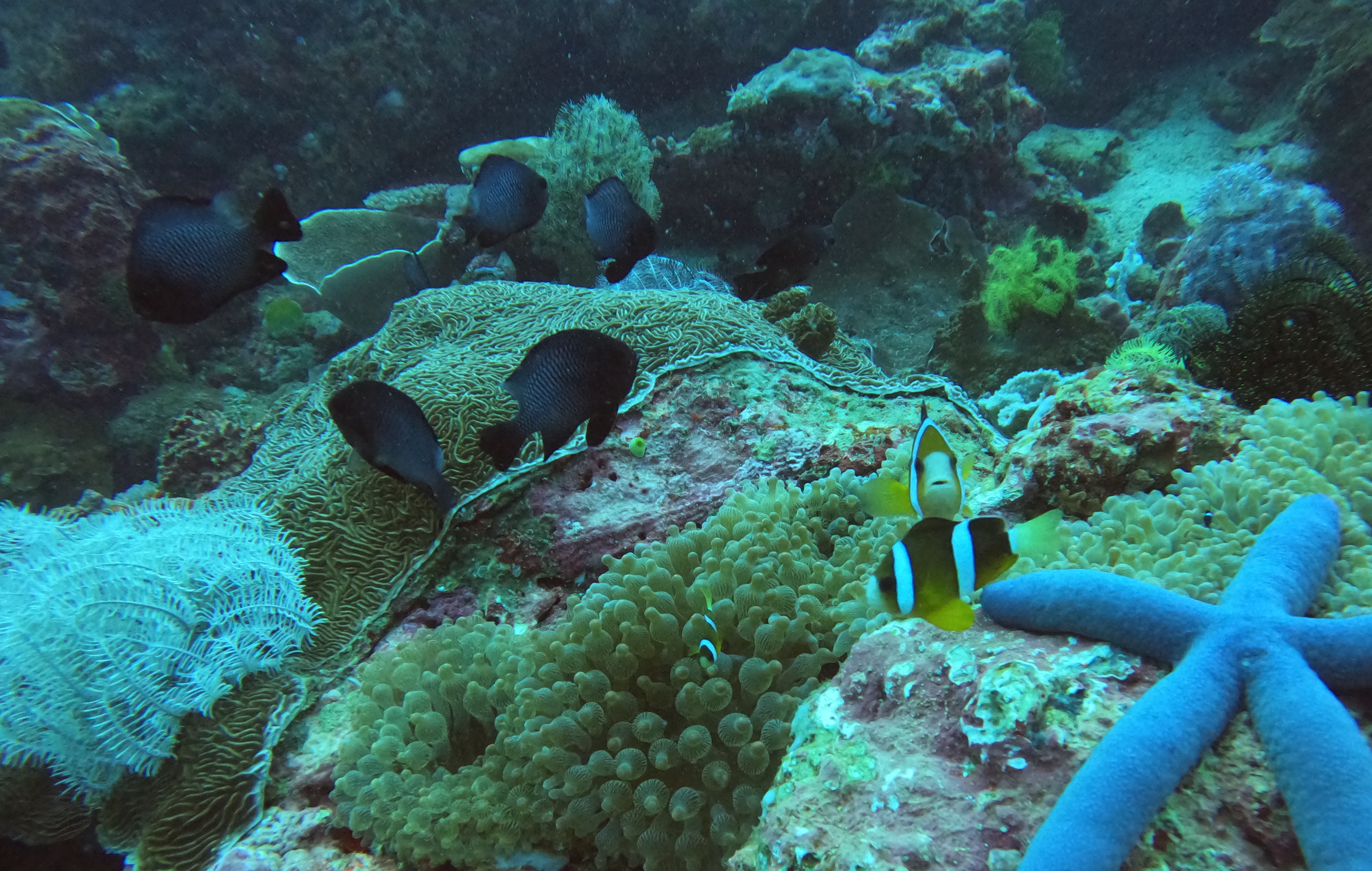 Monkey Wreck photo 2