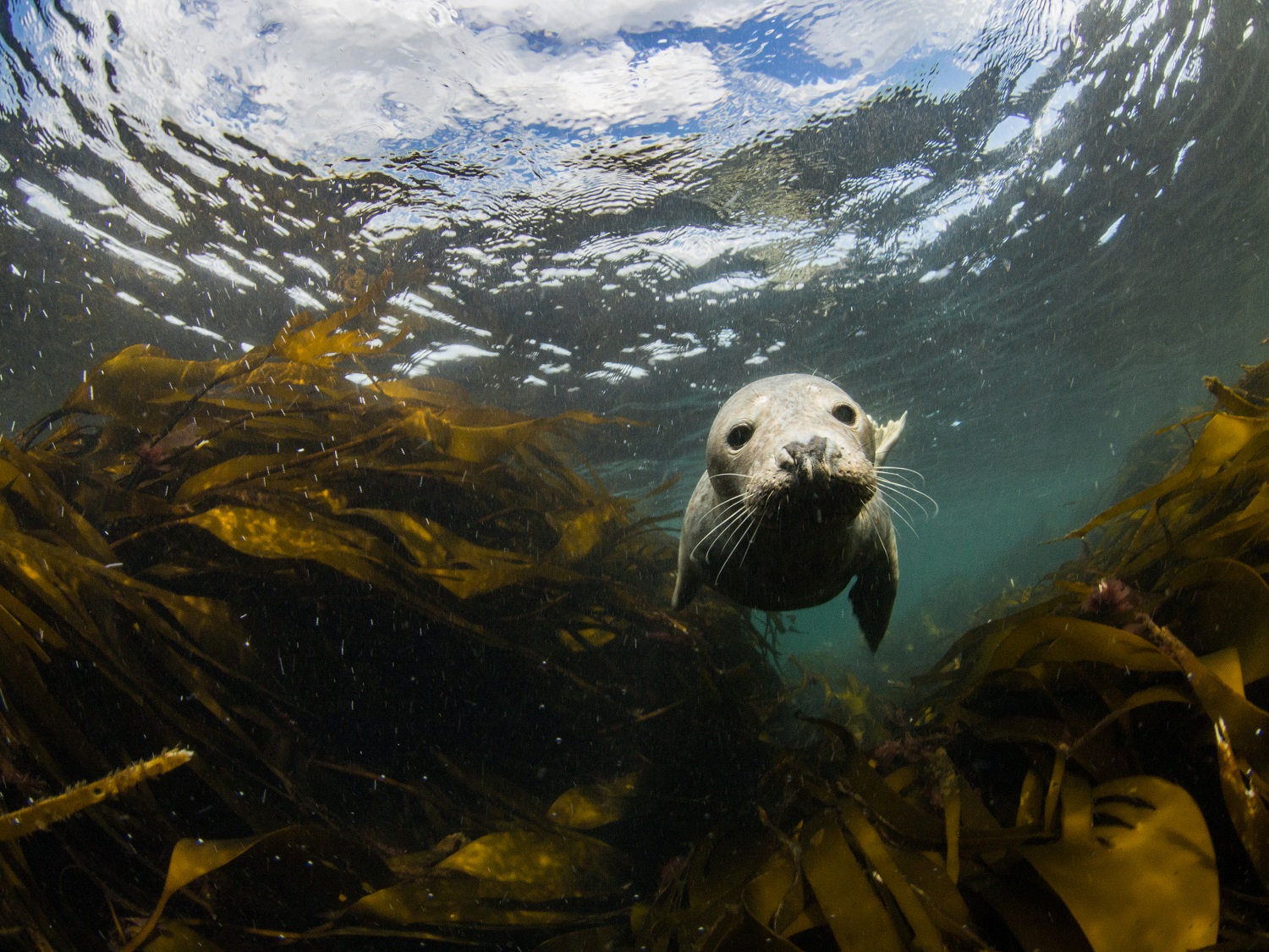 Farne Islands
