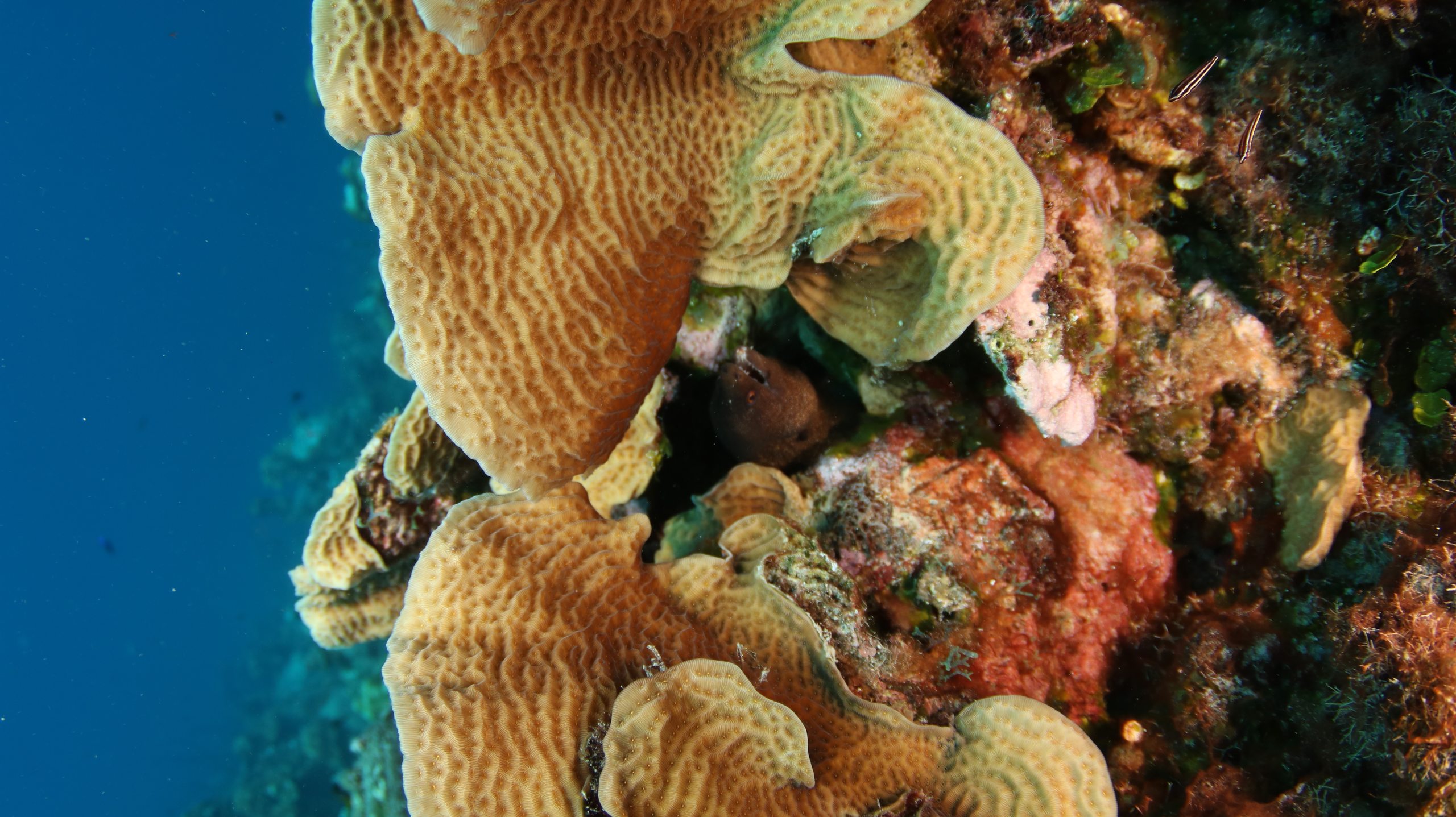 Atlantis (Scubaçao House reef) photo 3
