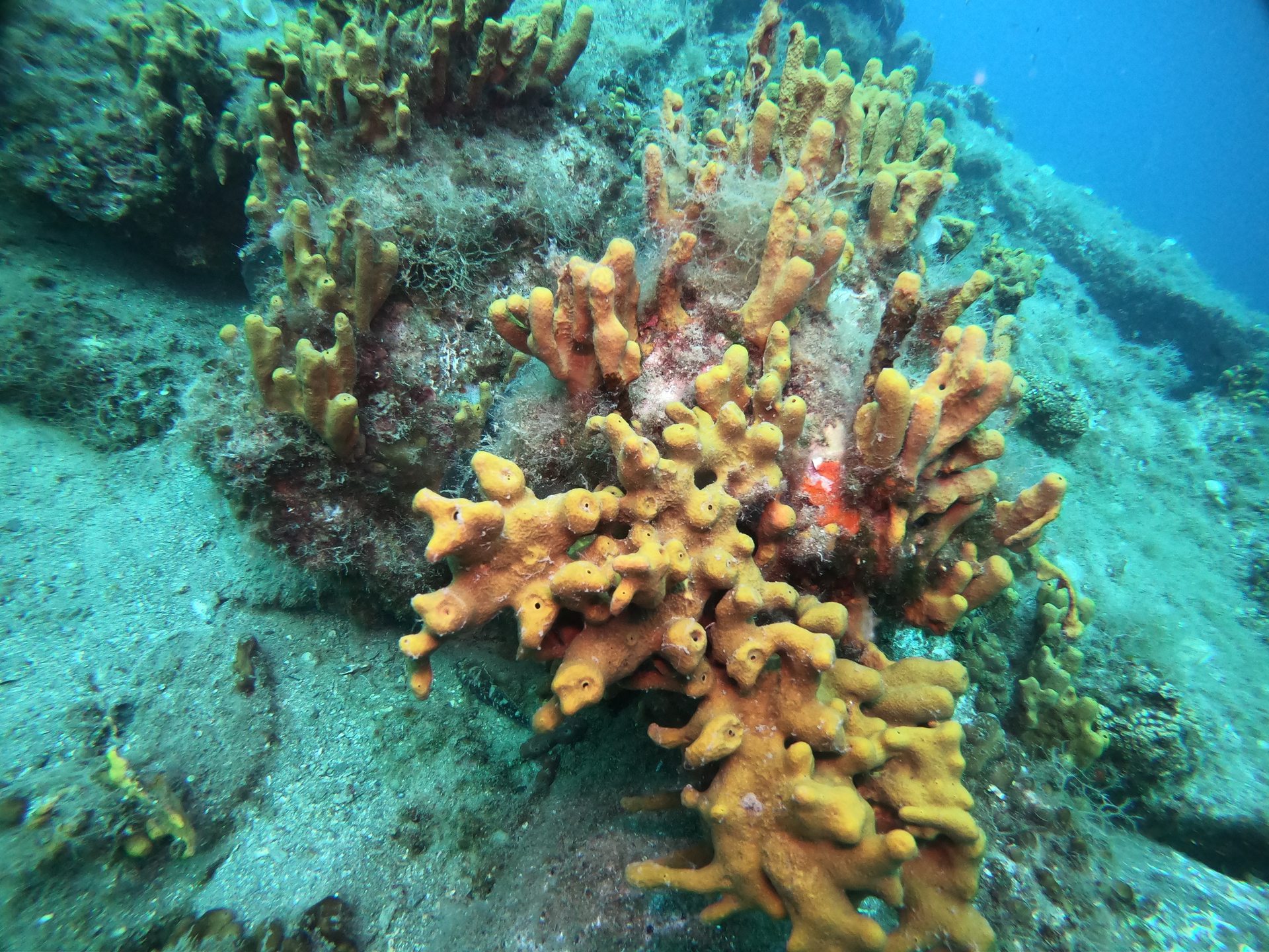 Taxiarxis reef photo 9