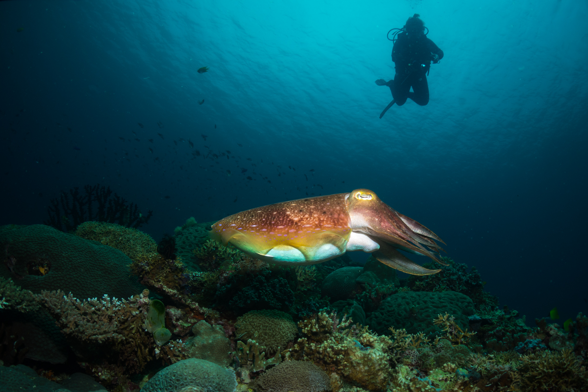 Lungsodaan MPA photo 3