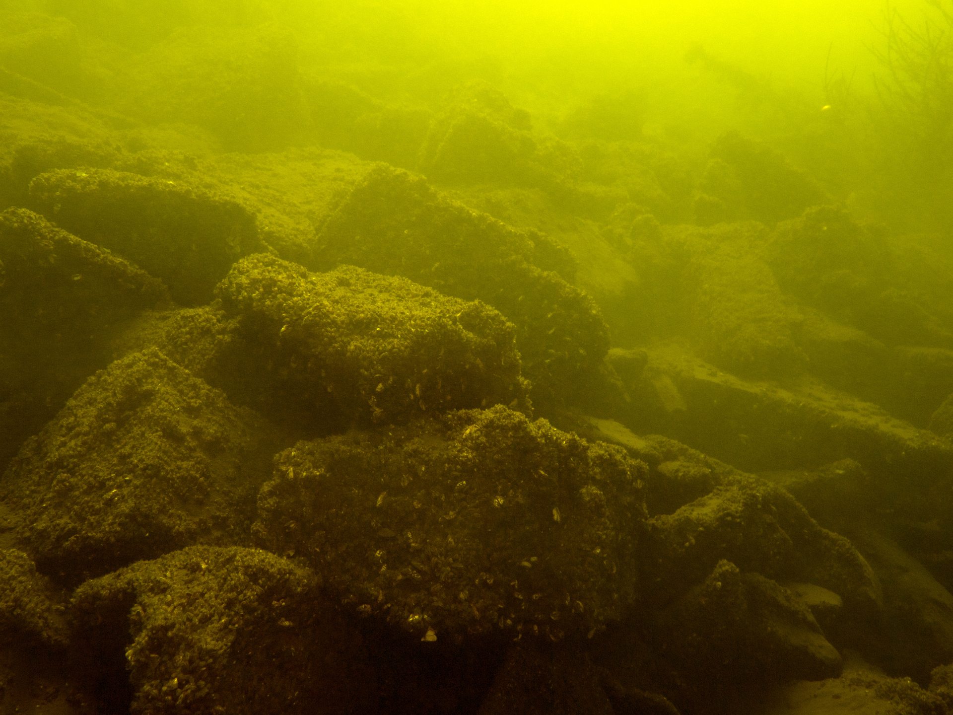 ProDive - Der Tauchplatz photo 5