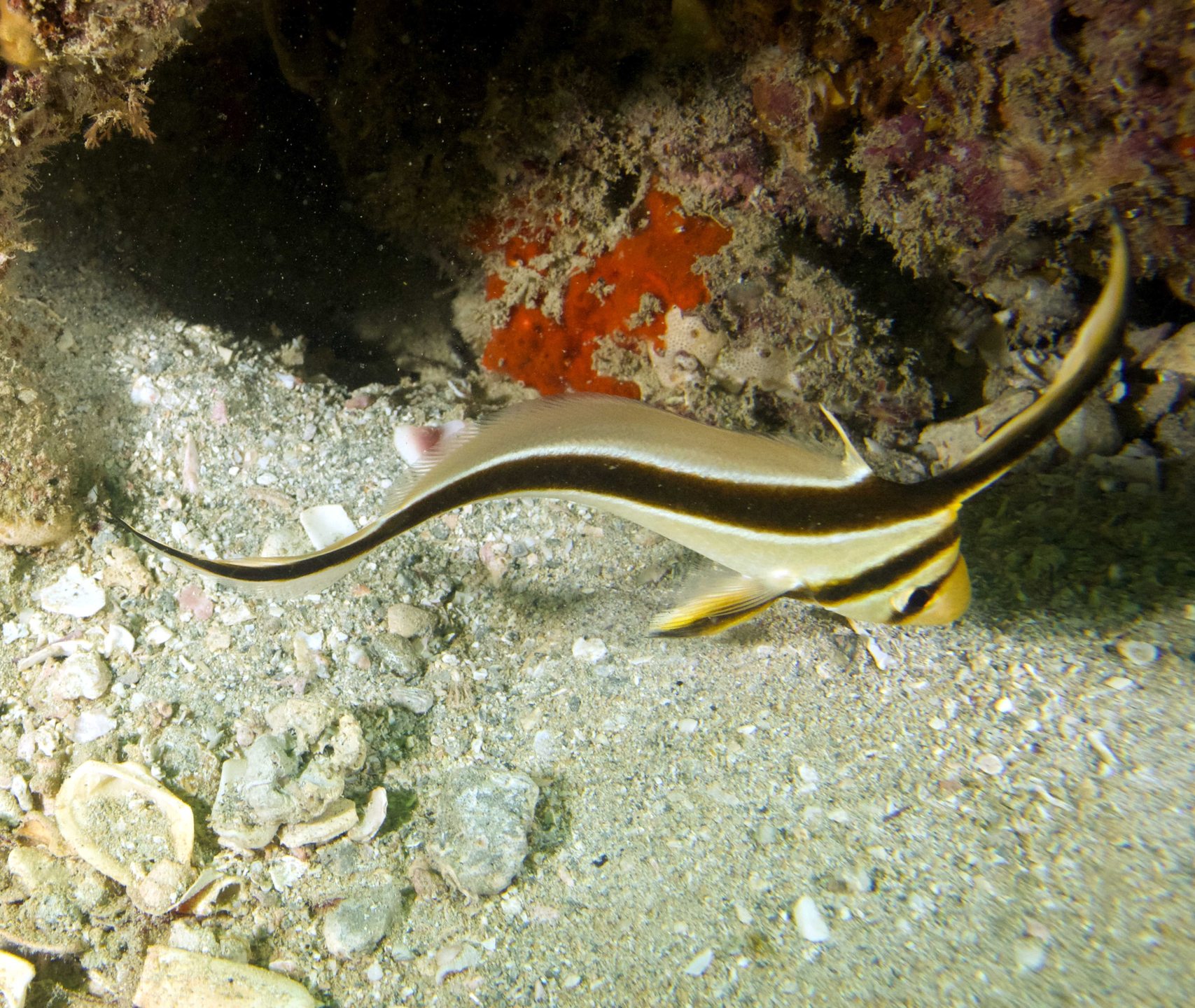 Second Reef photo 6