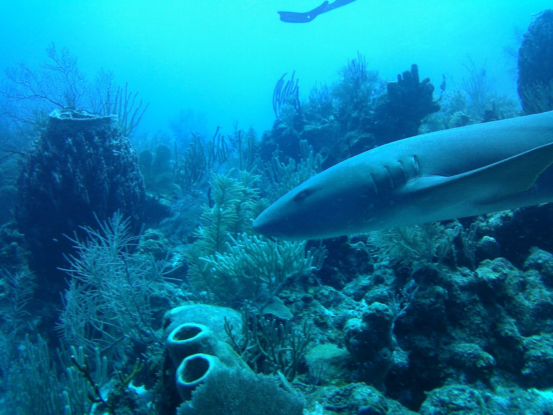 South water caye