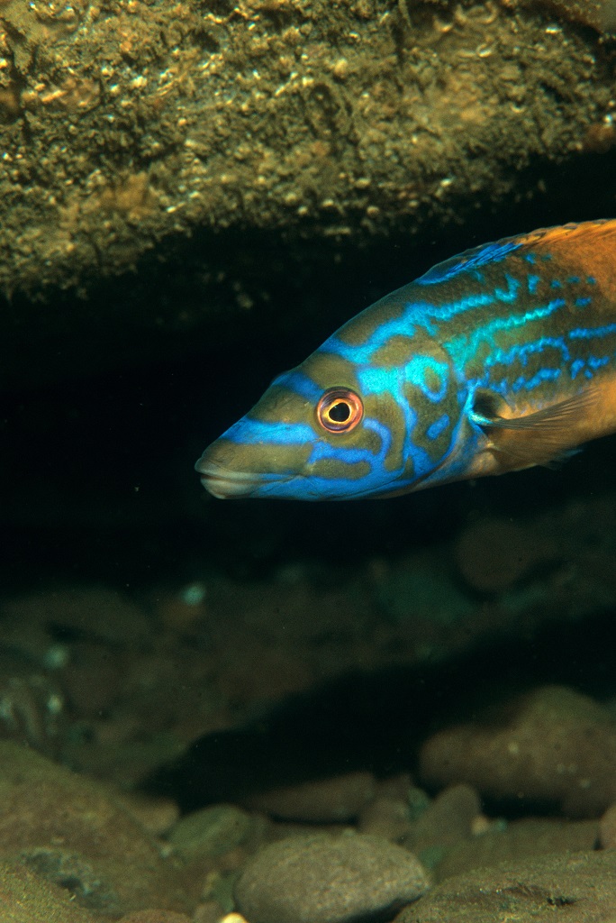 THE OUTER REEF: 24-35mts. photo 4