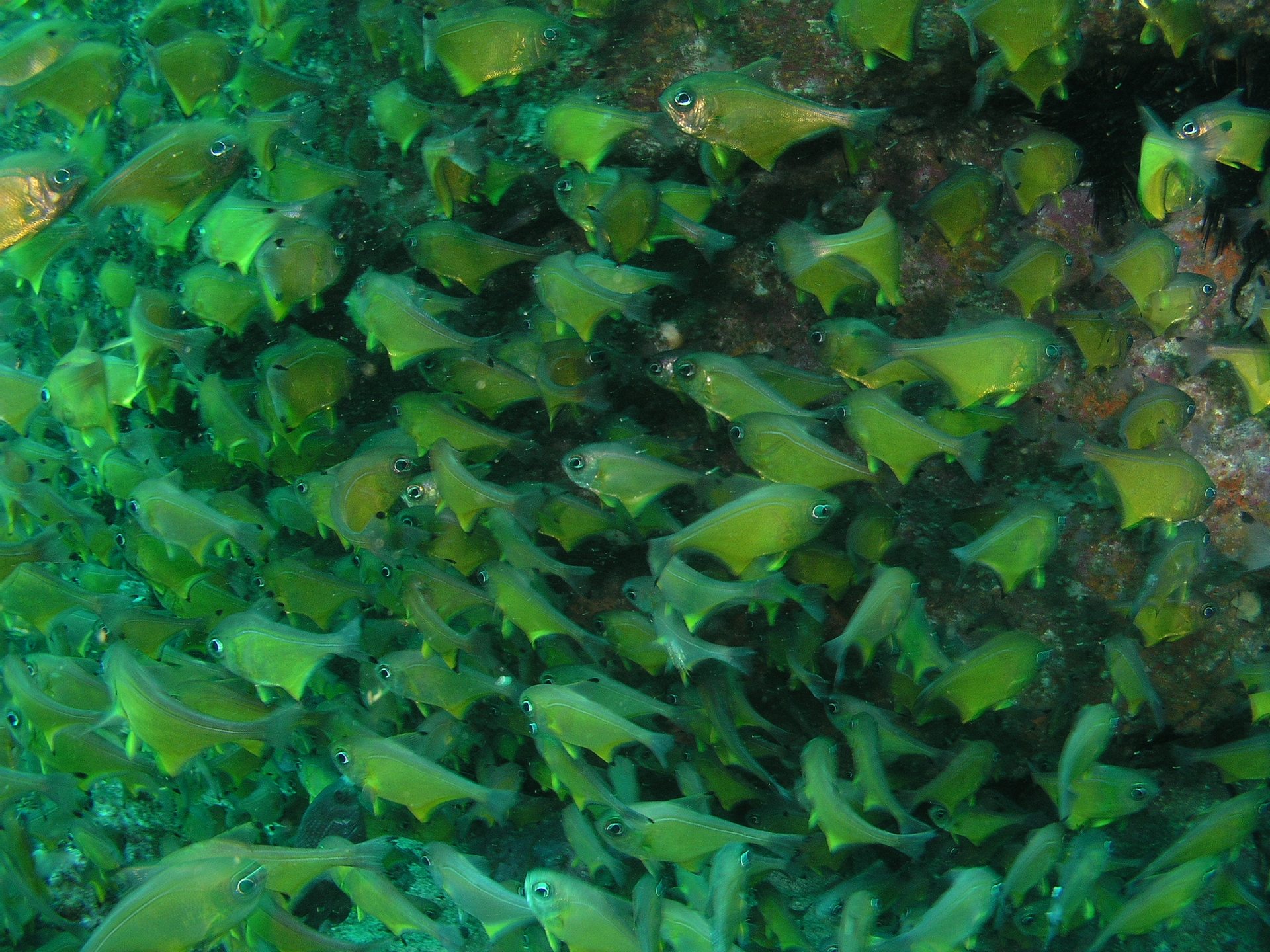 Northern Gutters South West Solitary Island photo 2