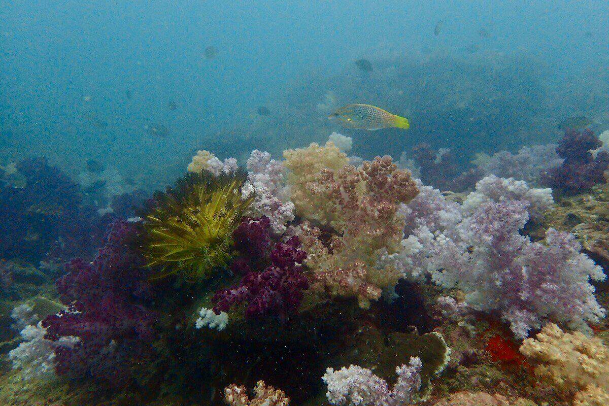Buddha Island photo 4
