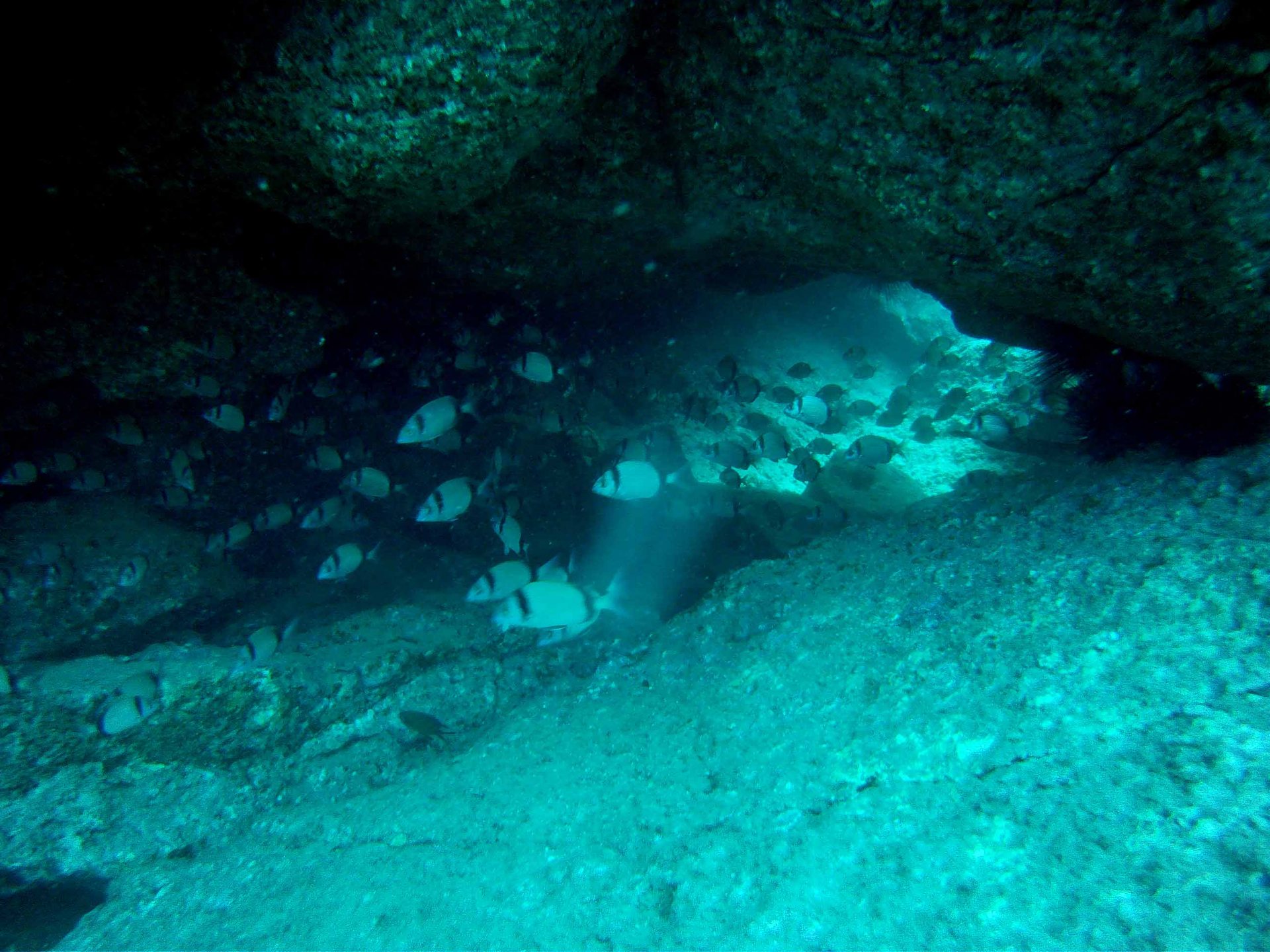 Bahia Lila photo 2