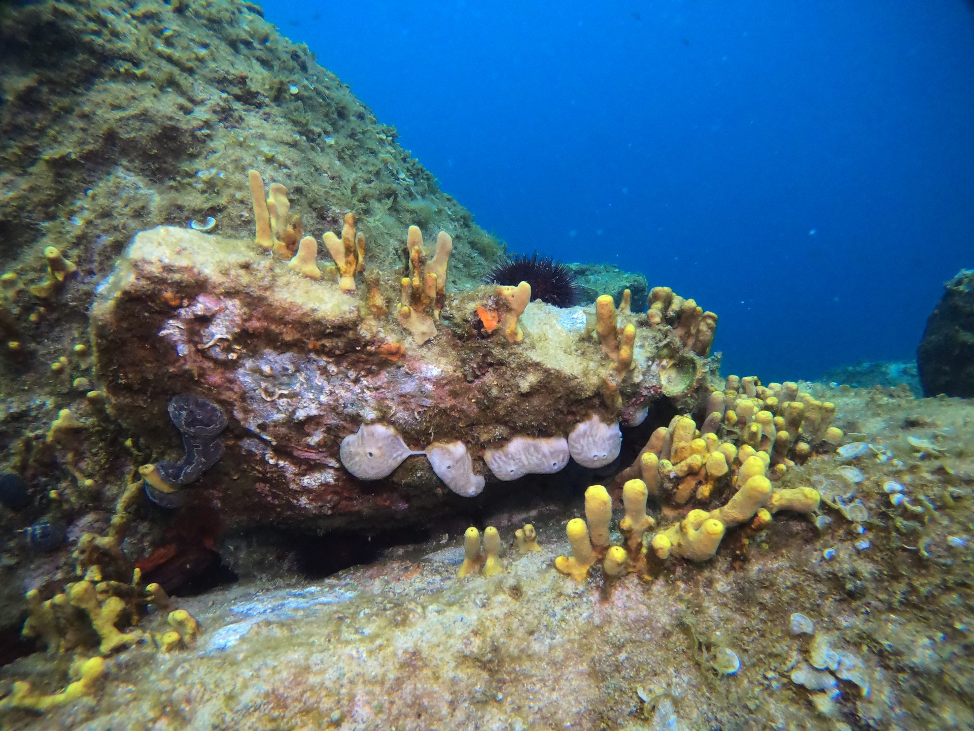 Taxiarxis reef photo 16