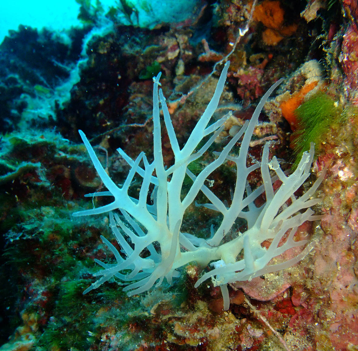 Bezdan photo 4