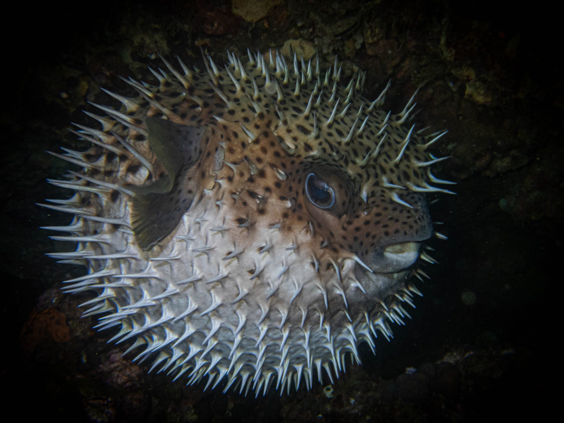 Flower Gardens Banks National Marine Sanctuary photo 3
