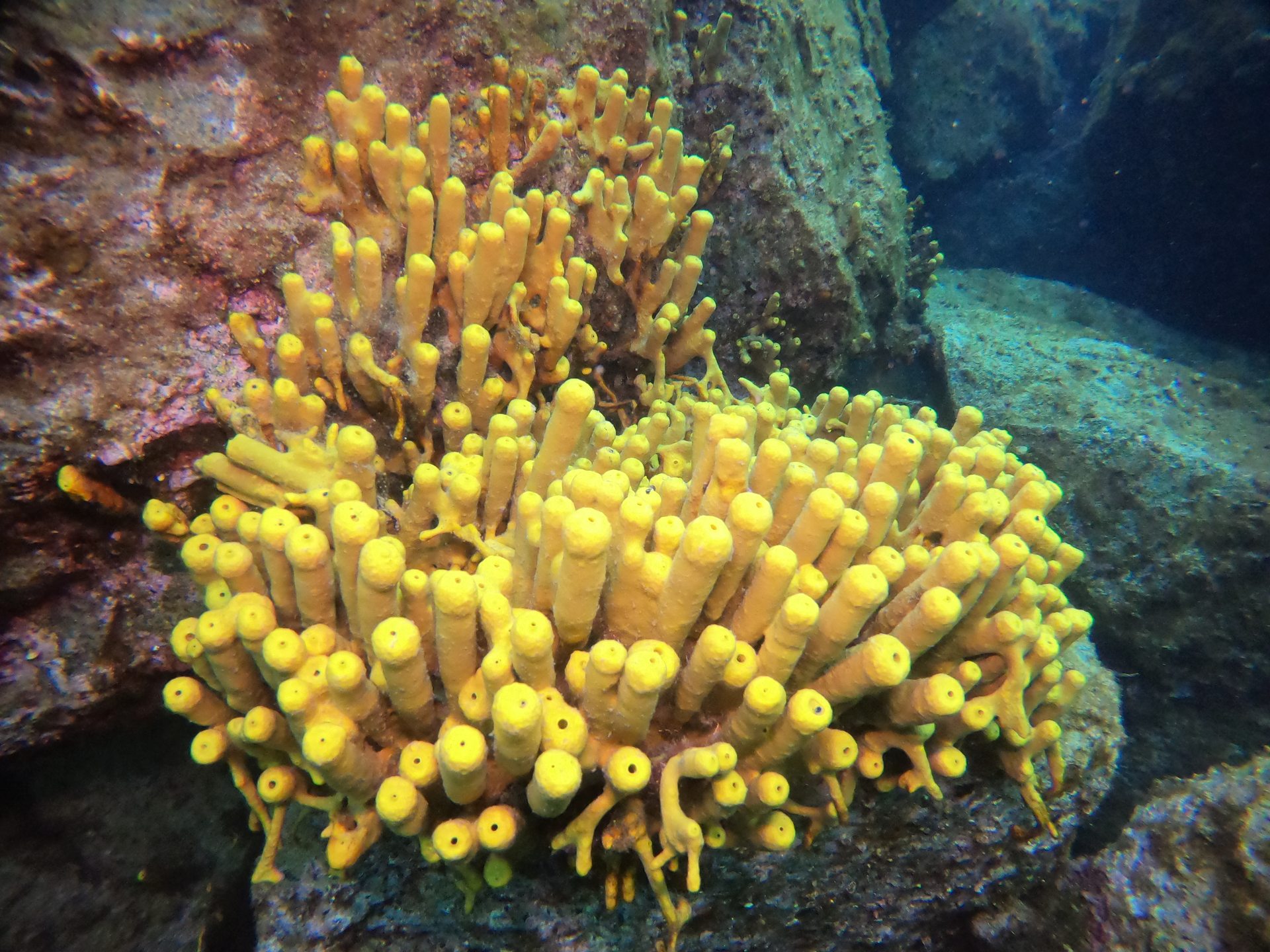 Taxiarxis reef photo 15