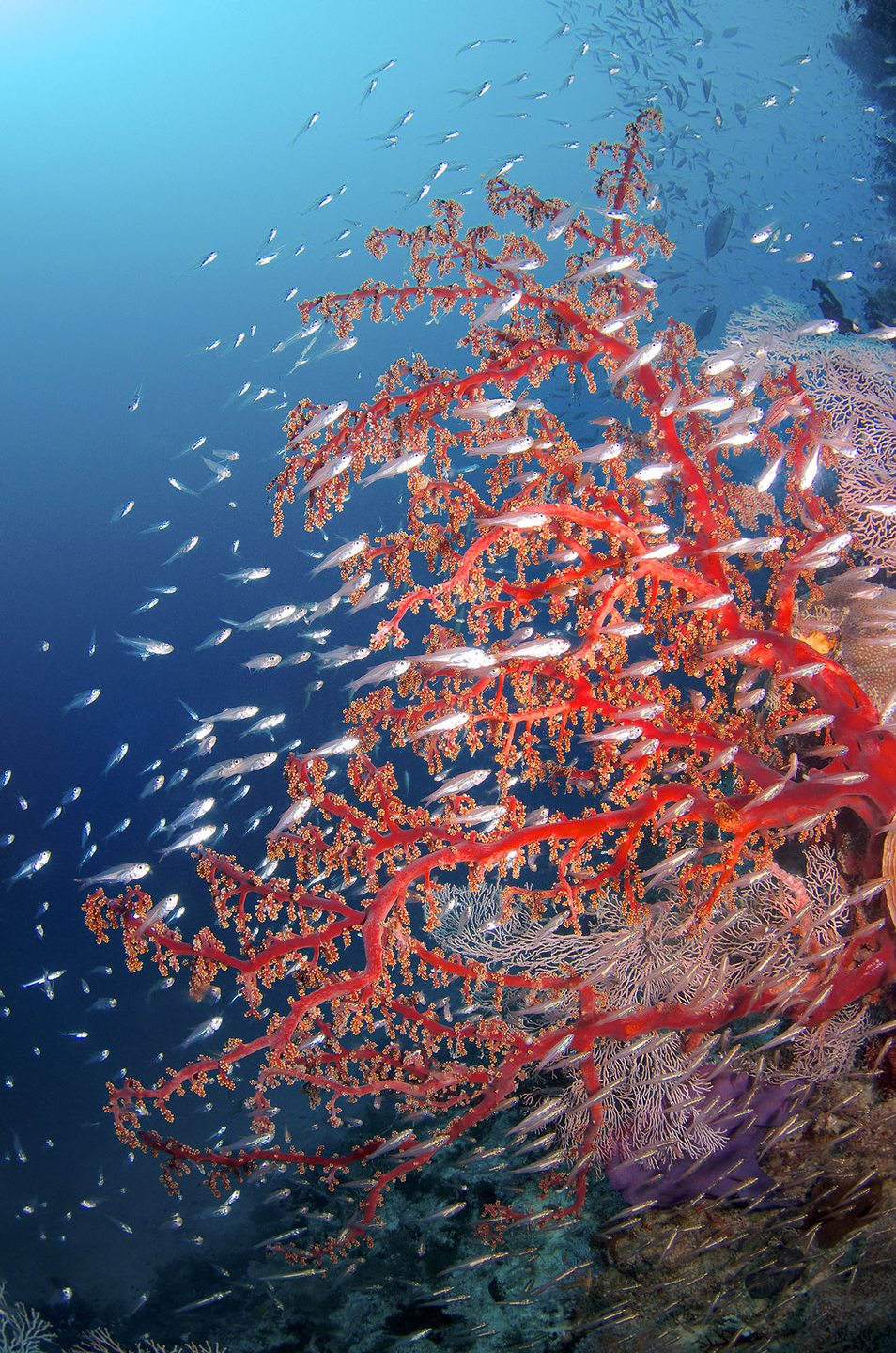 Hastings Reef photo 2