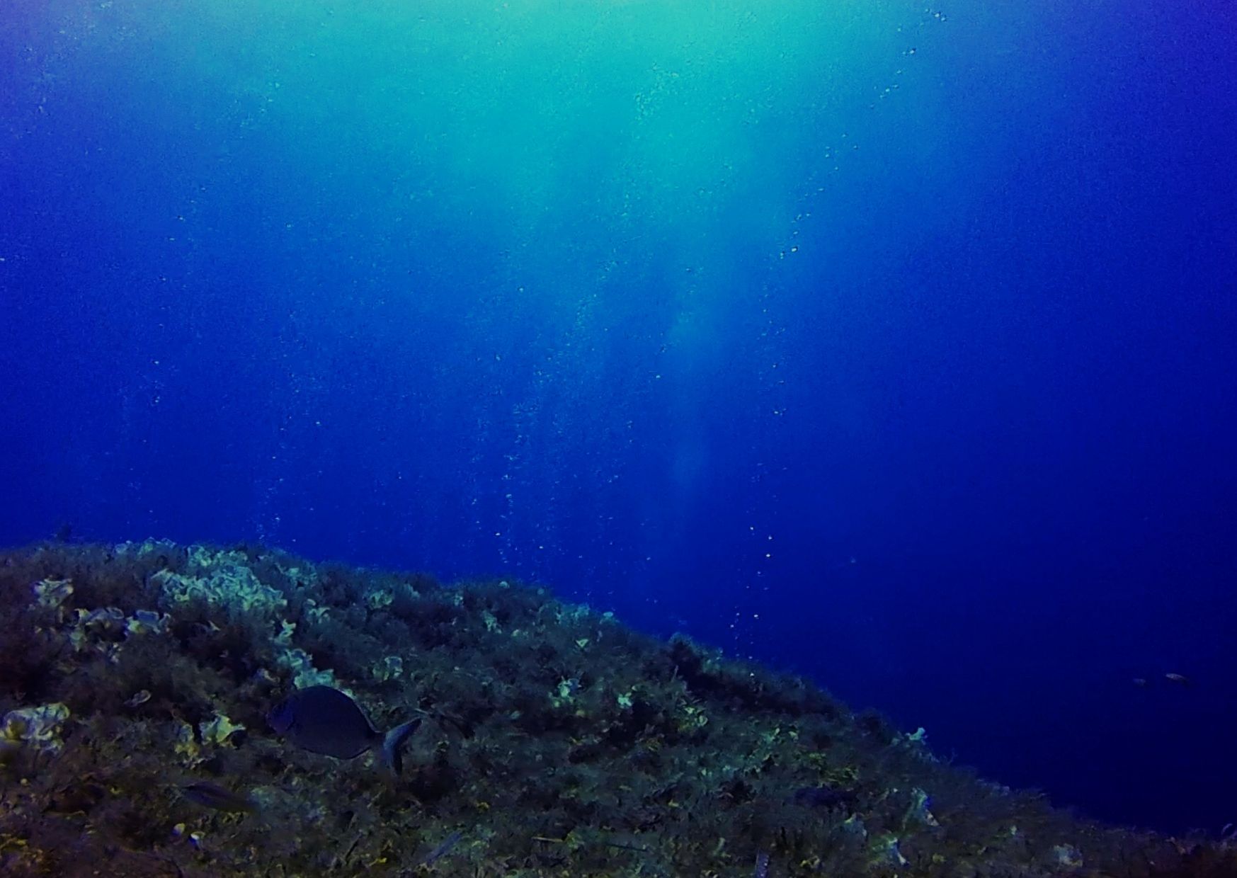 ARRECIFE, Cirkewwa (Norte)