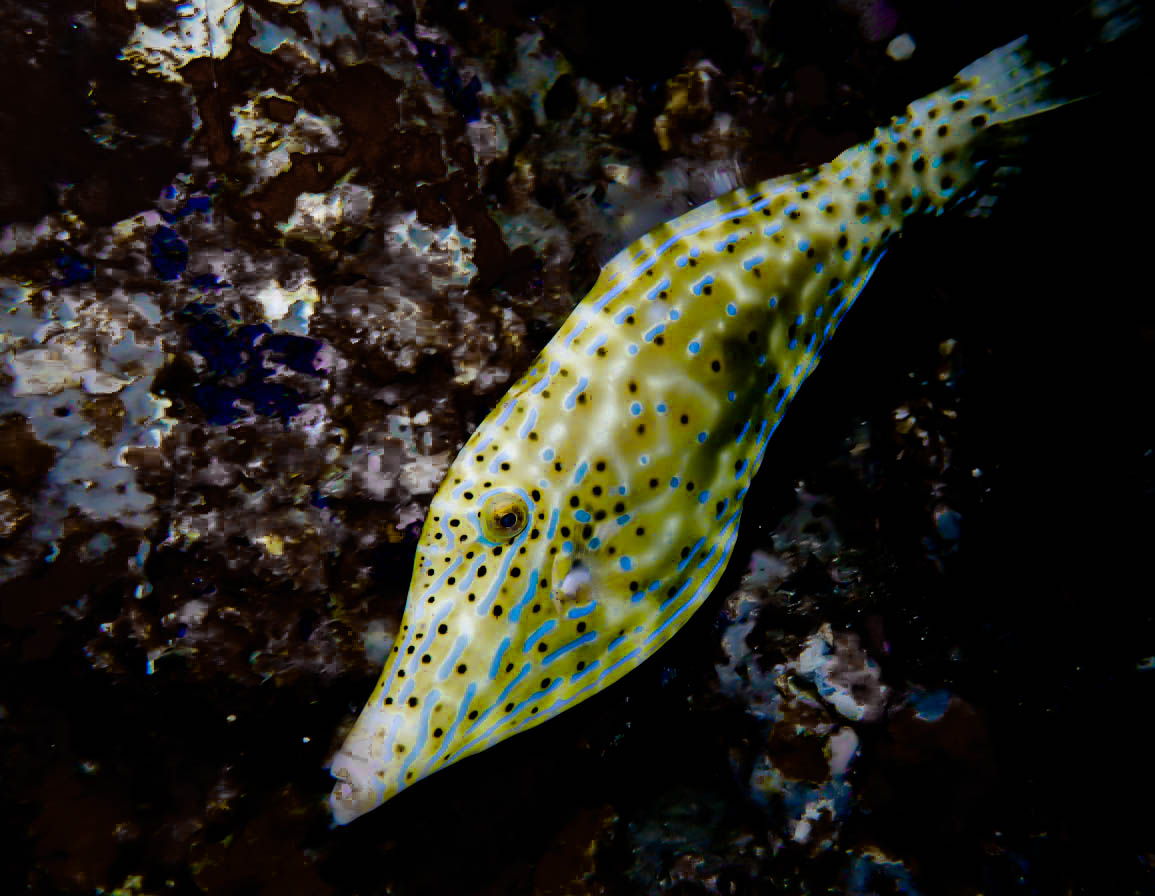 Flower Gardens Banks National Marine Sanctuary photo 14