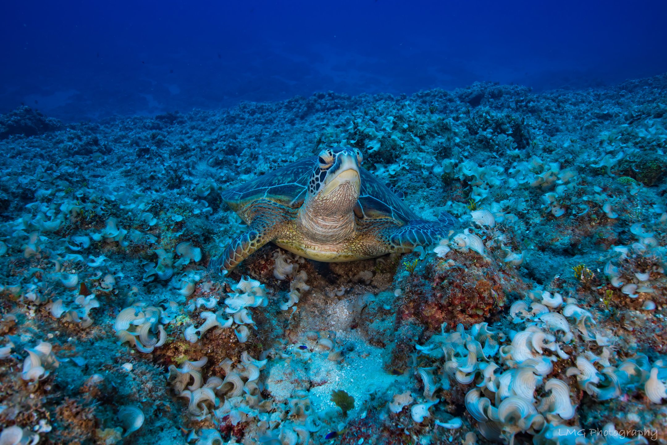 Turtle Rock photo 3