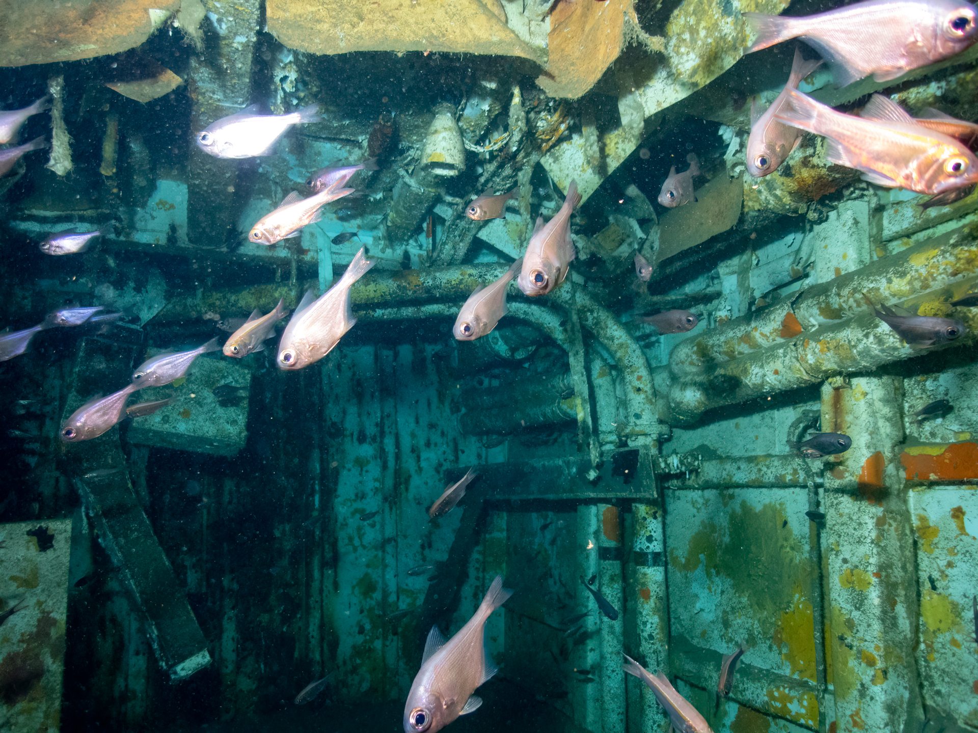 HMSNZ Canterbury Wreck photo 2