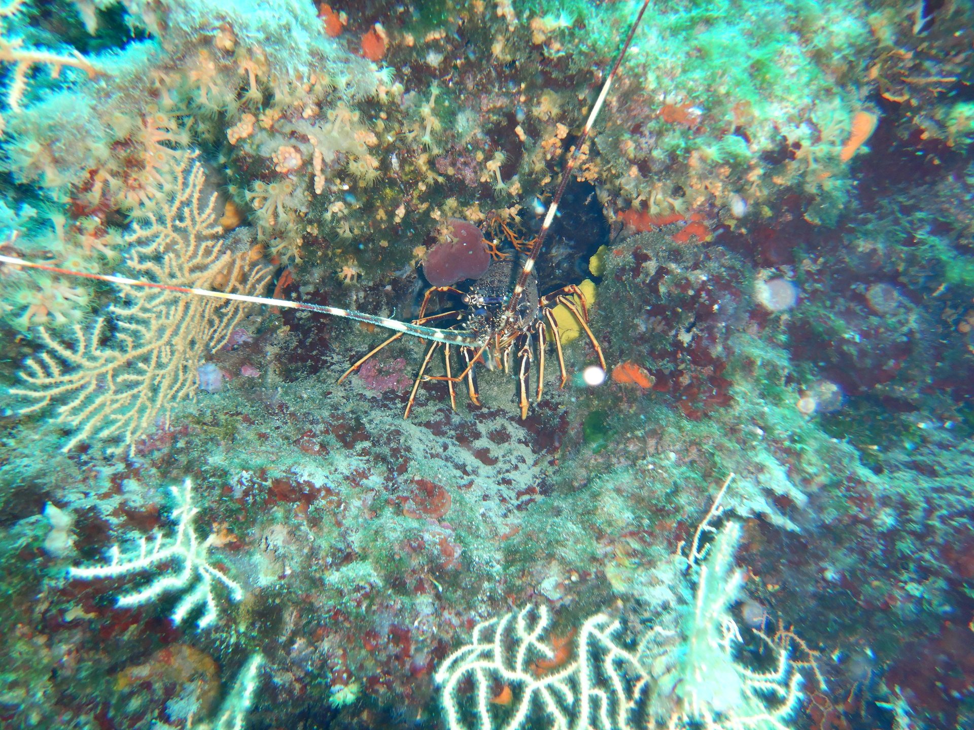 Stracinska photo 5