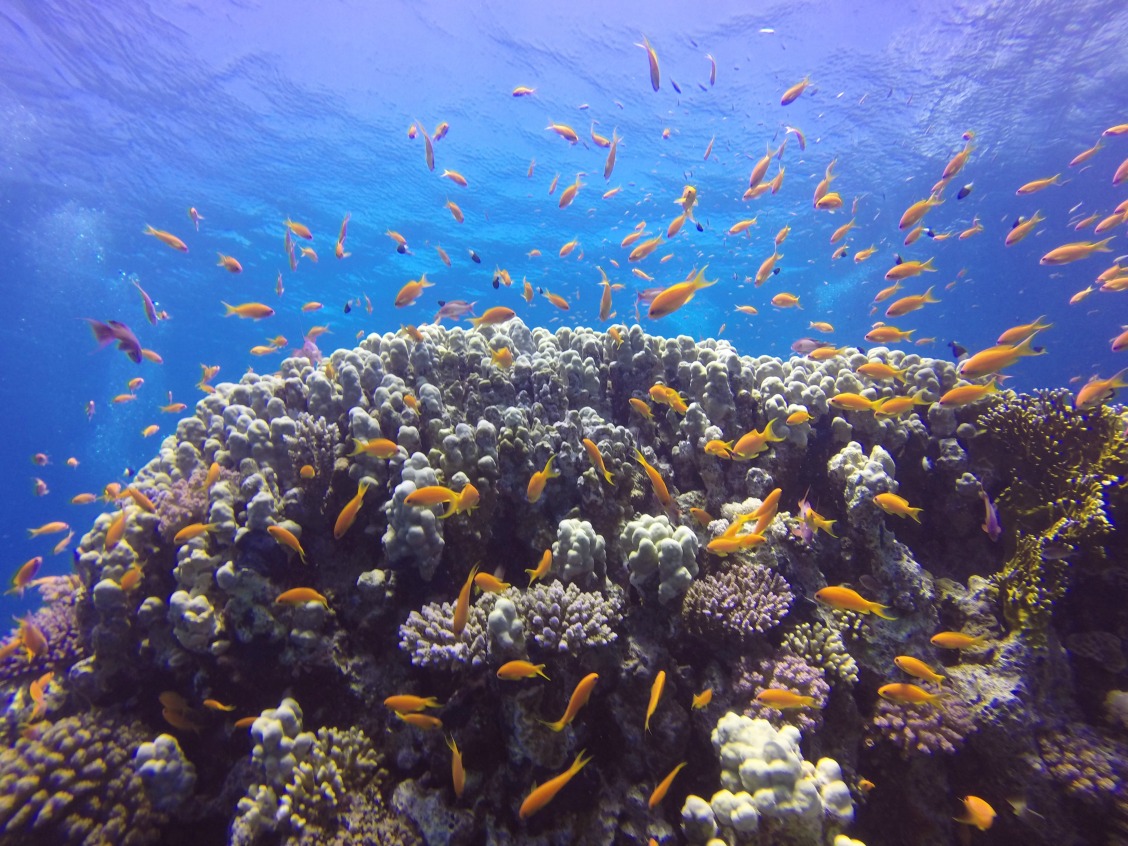 Gordon Reef - Straits of Tiran