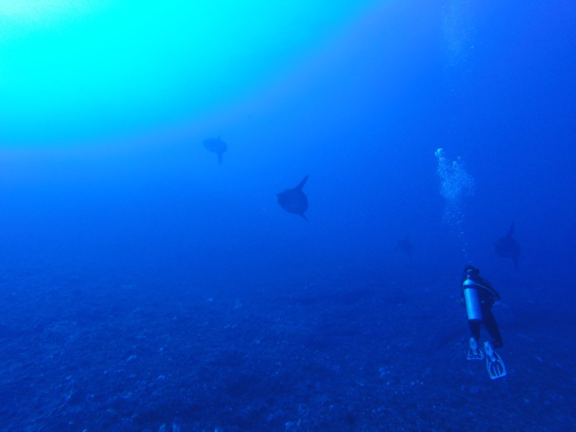 Gamat Bay photo 2