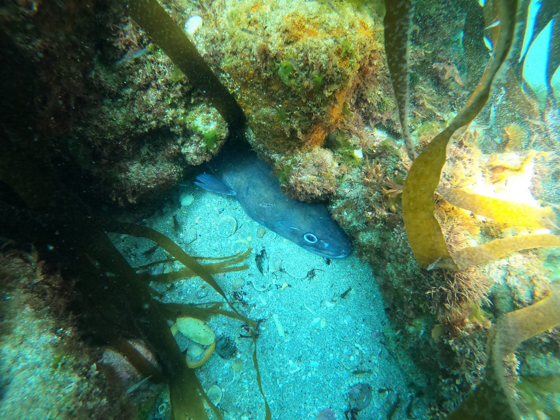 La Bayonnaise photo 5