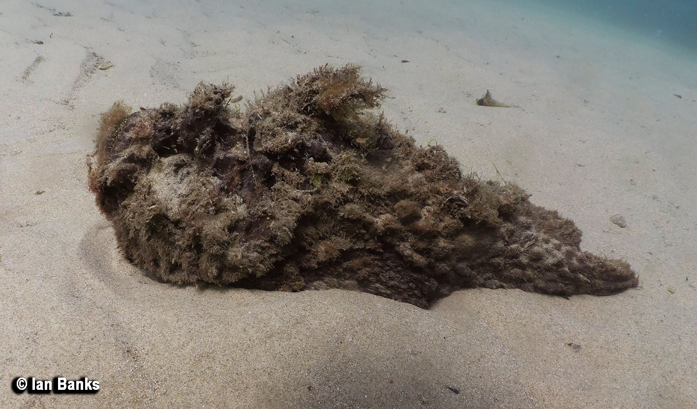 The Scottish Prince Shipwreck photo 6