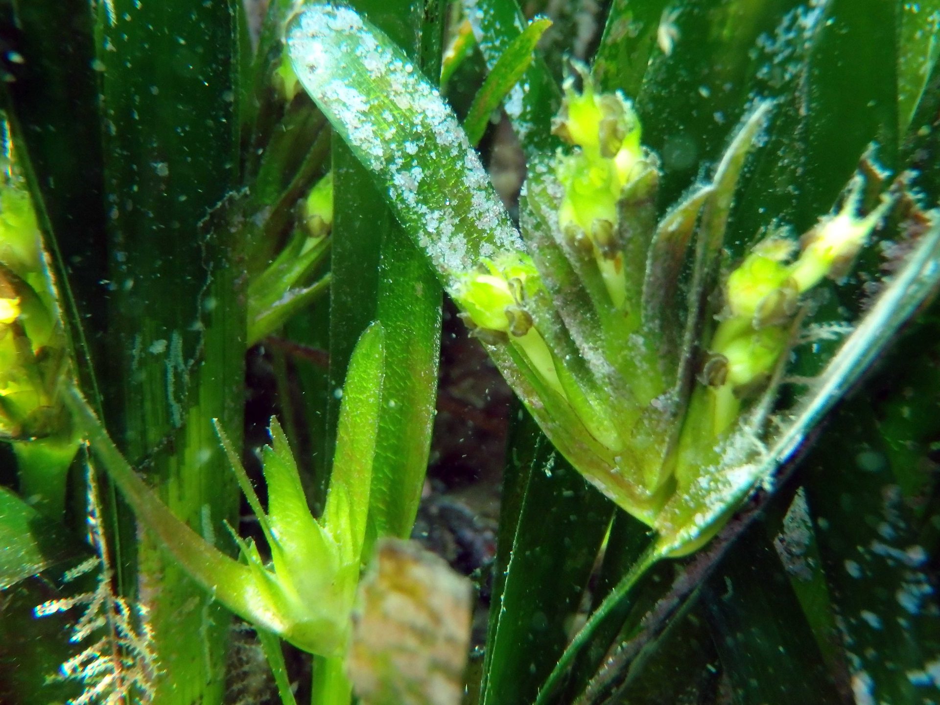 Arrecife Barrera de Posidonia playa de Aguadulce photo 2
