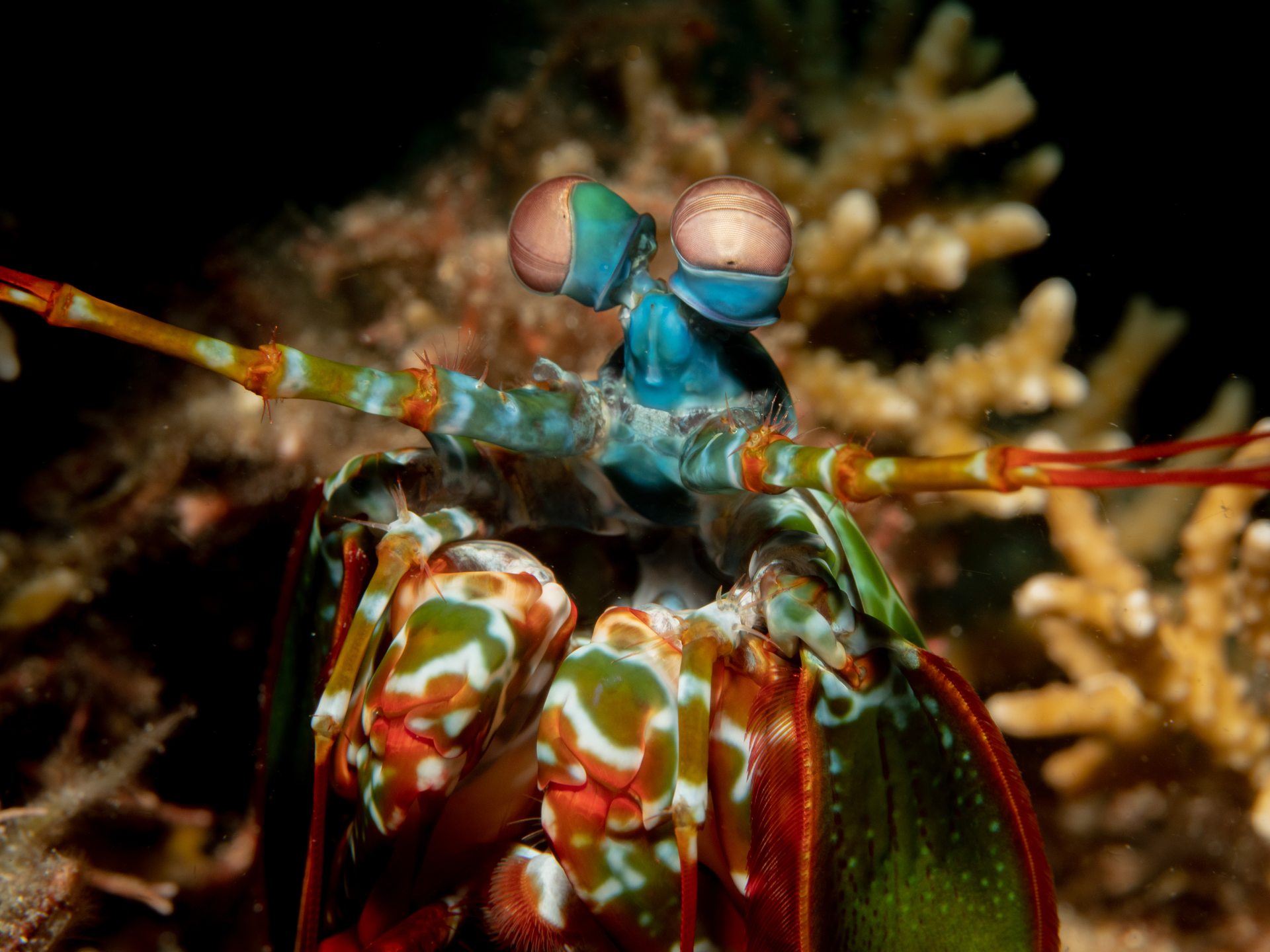 Murex House Reef photo 2