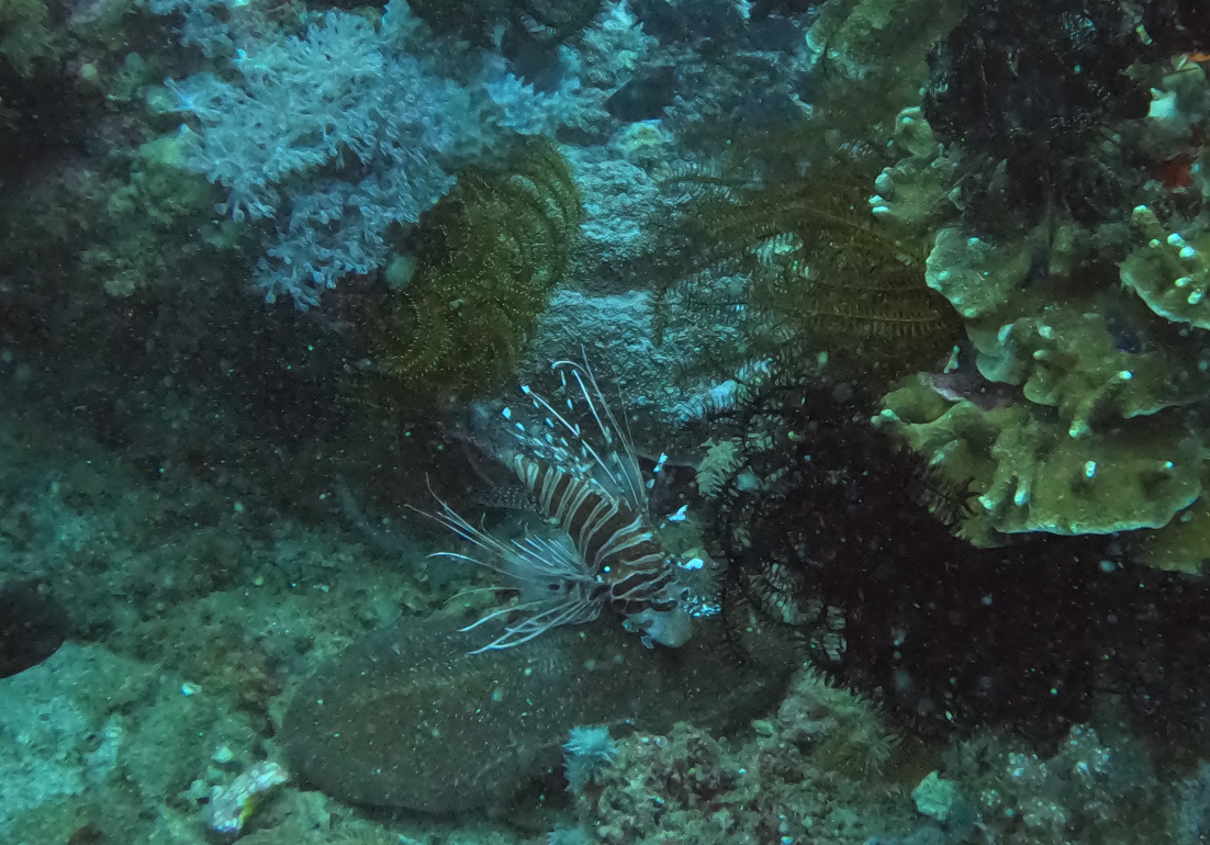 Coral Gardens 2