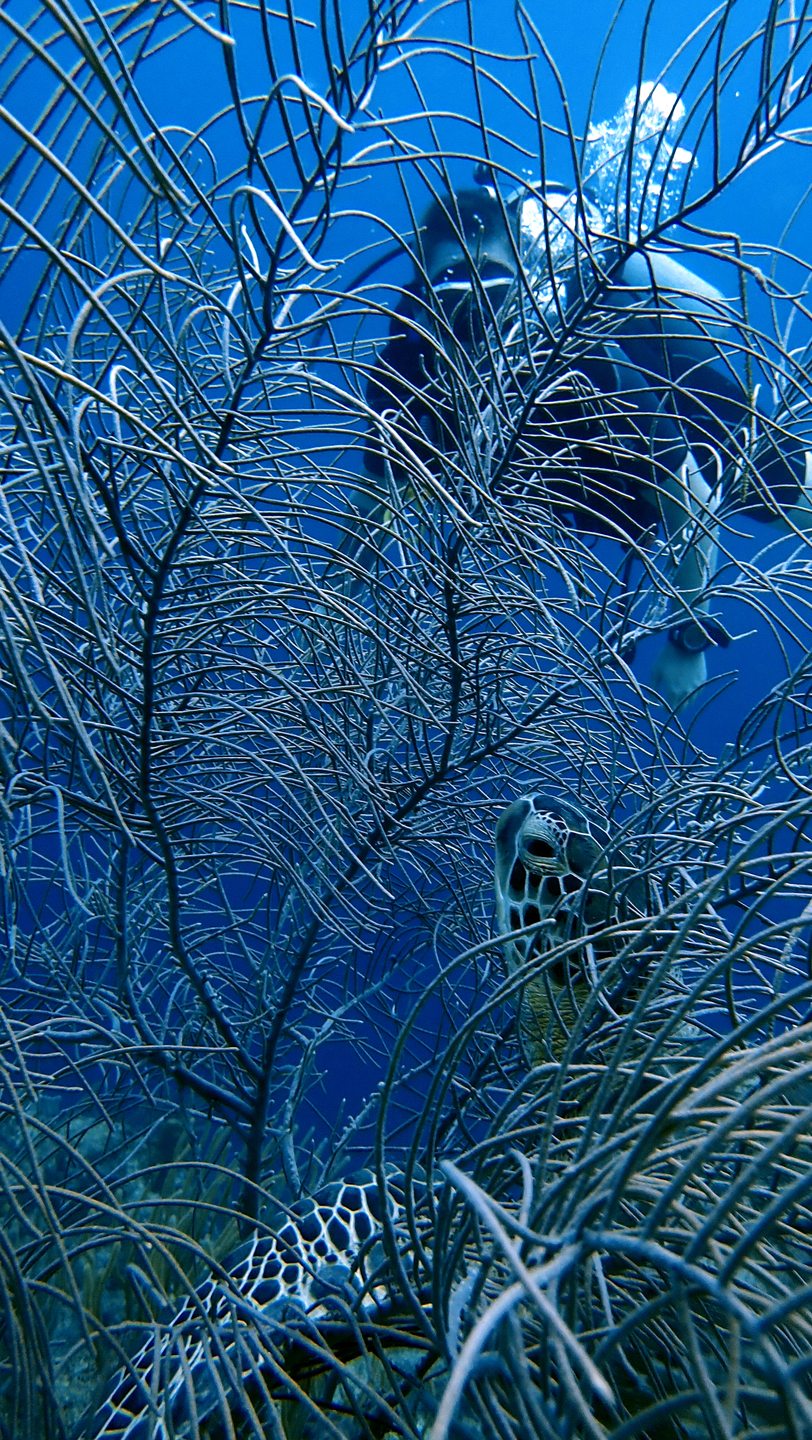 Double Reef photo 4