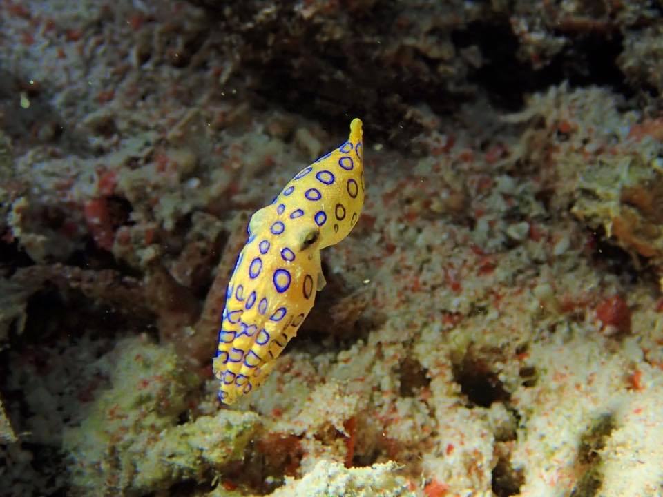 Manta Point photo 2