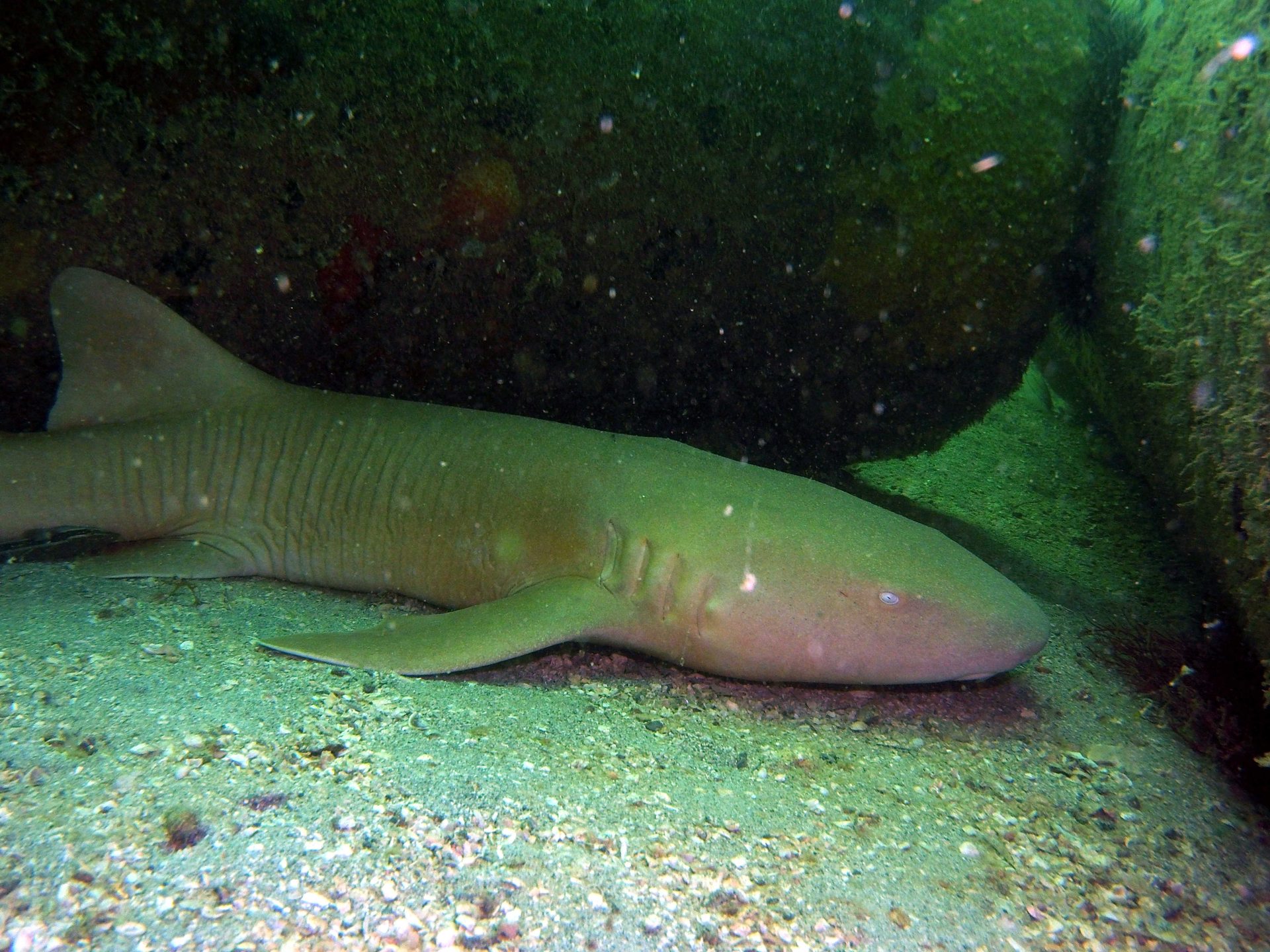 Third Reef photo 11